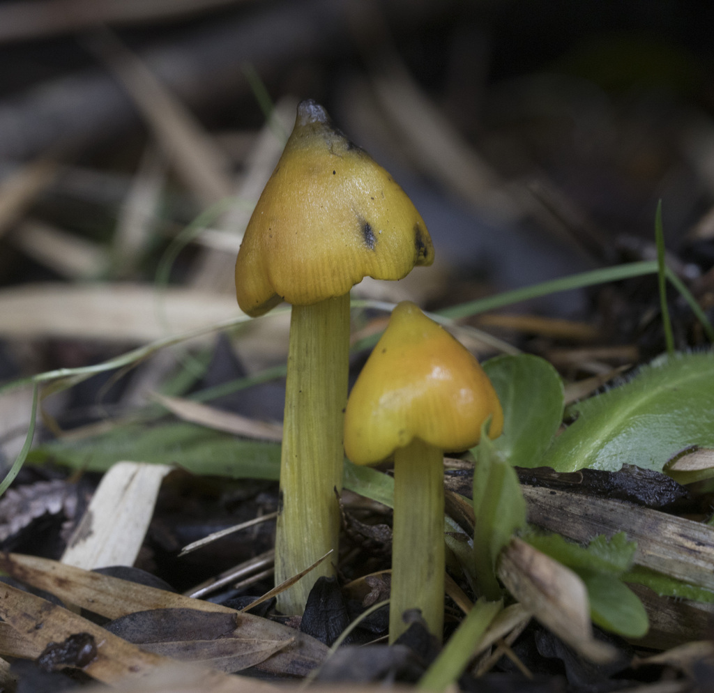 Hygrocybe conica · May 2023 · photo: © sur_endemico (iNaturalist, cc-by-nc)