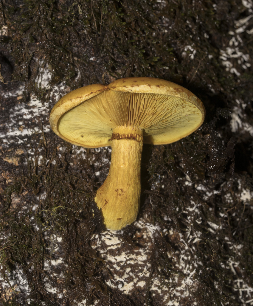 Gymnopilus chilensis