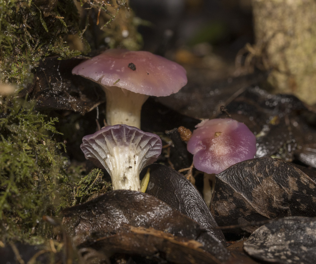 Cuphophyllus adonis · May 2023 · photo: © sur_endemico (iNaturalist, cc-by-nc)