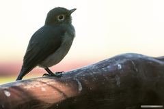 Melaenornis fischeri