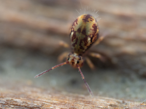 Dicyrtomina saundersi