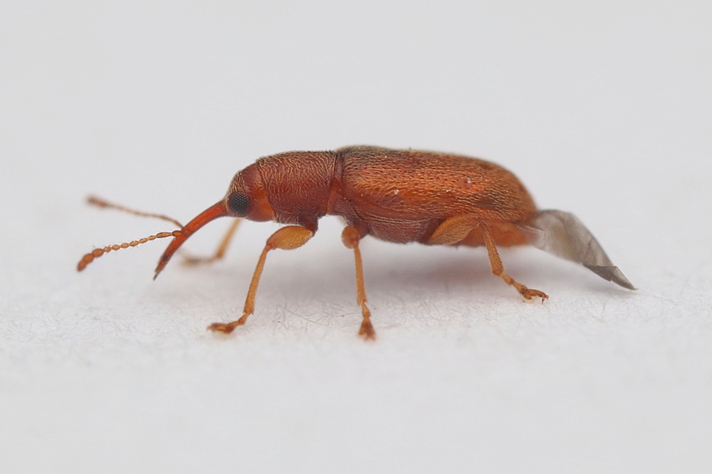 pine flower weevils