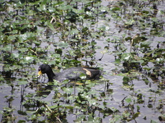 Fulica americana columbiana