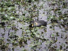Fulica americana columbiana