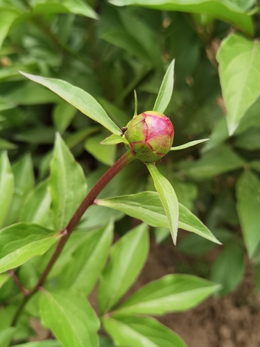 Chinese peony