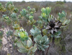 Leucadendron loranthifolium