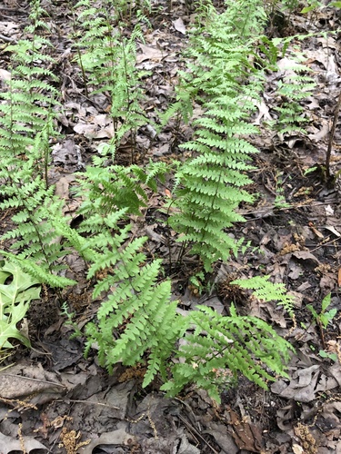 Thelypteris palustris iNat (3)
