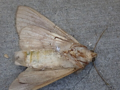 Litoprosopus futilis