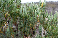 Leucadendron foedum