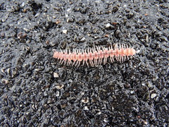 Propolydesmus dismilus