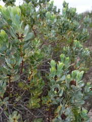 Leucadendron loranthifolium