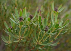 Leucadendron foedum