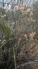 Limonium longifolium