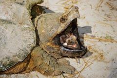 Macrochelys temminckii