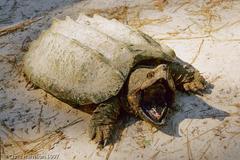 Macrochelys temminckii