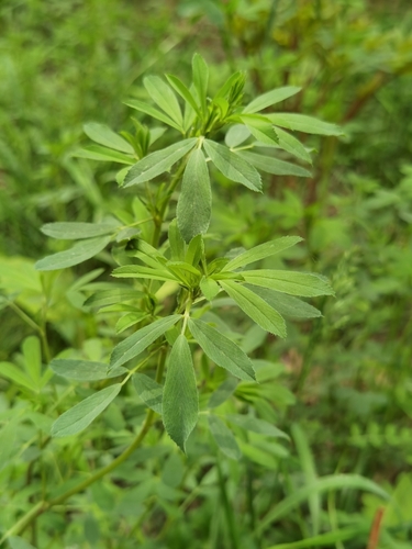 Alfalfa