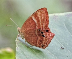 Abisara bifasciata
