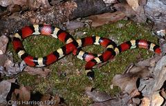 Lampropeltis gentilis