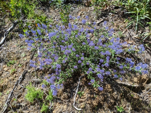 Image of Lemmon's Ceanothus (Ceanothus lemmonii) by (c) Kayla Sweeten, some rights reserved (CC BY)