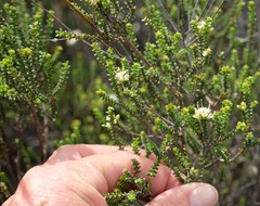 Macrostylis crassifolia