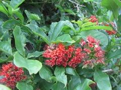 Combretum bracteosum