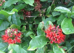 Combretum bracteosum