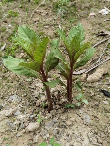 Indian Pokeweed