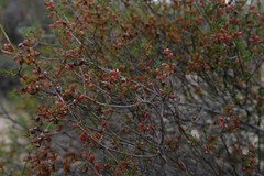 Nenax arenicola