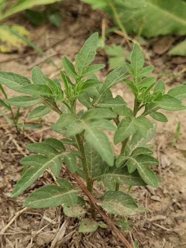 Solanum septemlobum