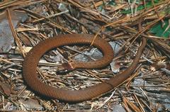 Storeria occipitomaculata obscura