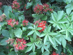 Combretum bracteosum