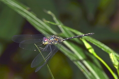 Dythemis nigra