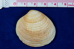 Chione undatella