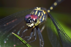 Dythemis nigra