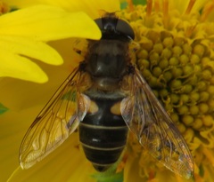 Eristalis pertinax