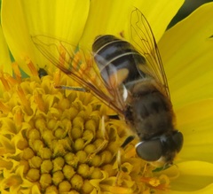 Eristalis pertinax