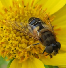Eristalis pertinax