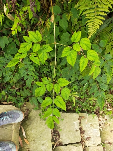 Astilbe longicarpa (Astilbe longicarpa)