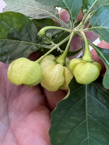 Capsicum chinense