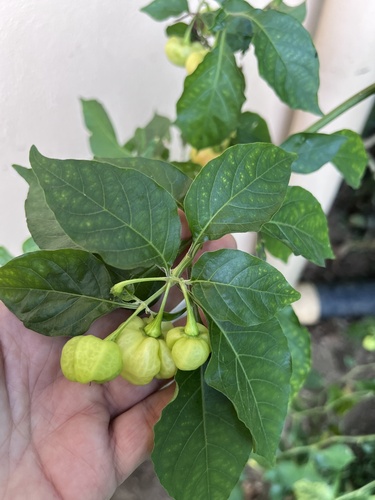 Capsicum chinense
