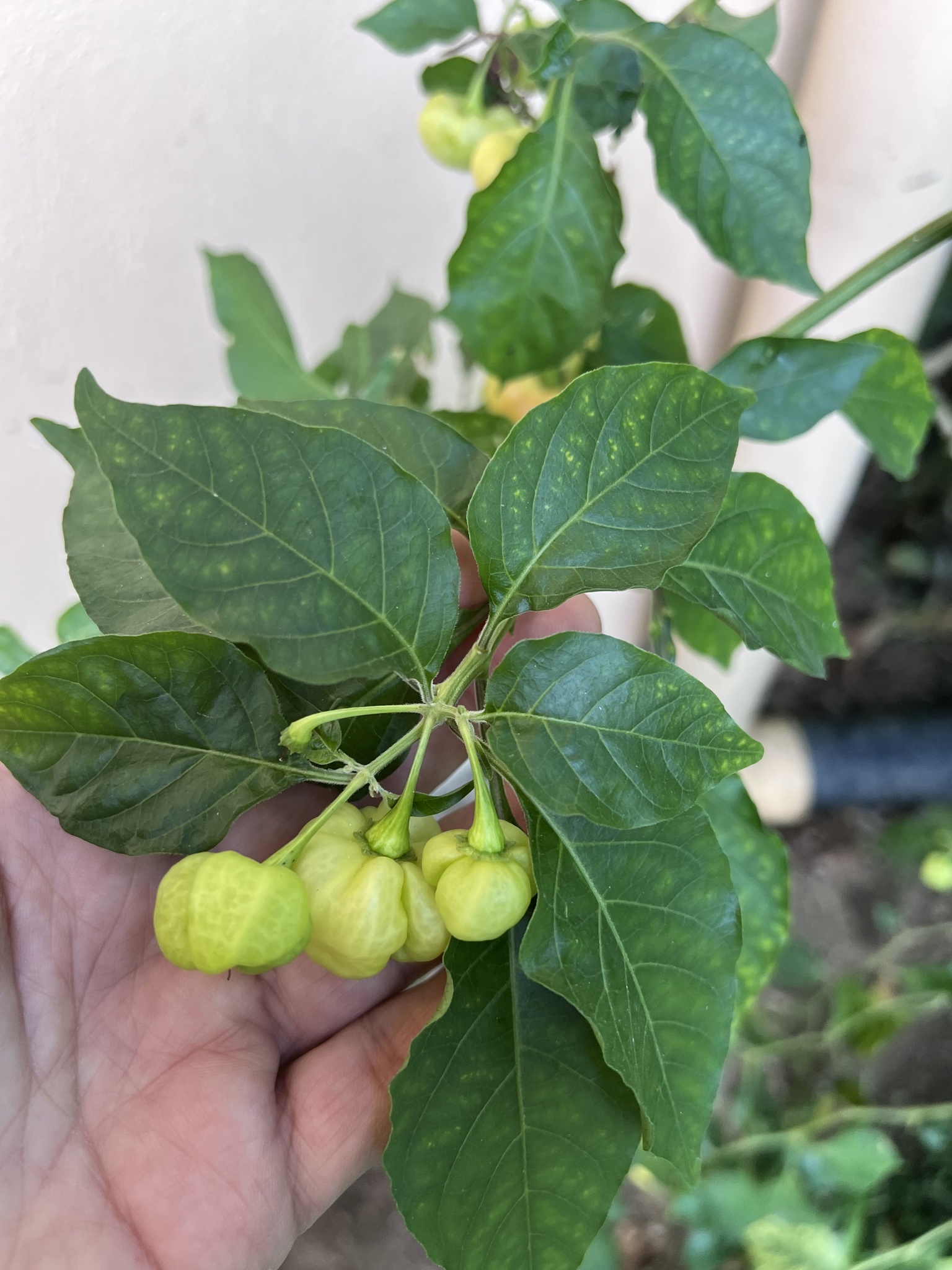 Imagem de Pimenta-de-cheiro