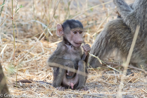 Olive Baboon