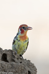 Trachyphonus erythrocephalus