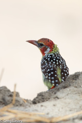 Trachyphonus erythrocephalus