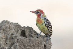 Trachyphonus erythrocephalus