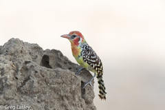 Trachyphonus erythrocephalus