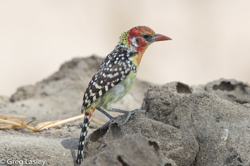 Red-and-yellow Barbet