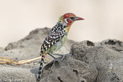 Trachyphonus erythrocephalus