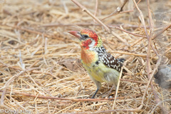 Trachyphonus erythrocephalus