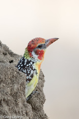 Trachyphonus erythrocephalus